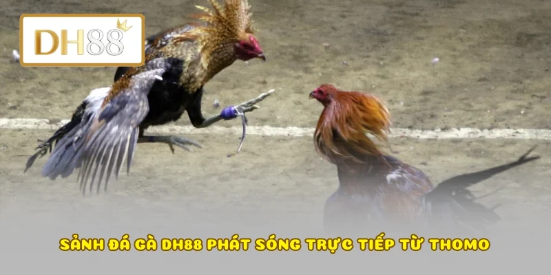 Sảnh đá gà DH88 phát sóng trực tiếp từ Thomo