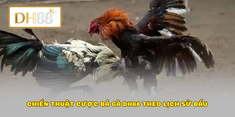 Chiến thuật cược đá gà DH88 theo lịch sử đấu